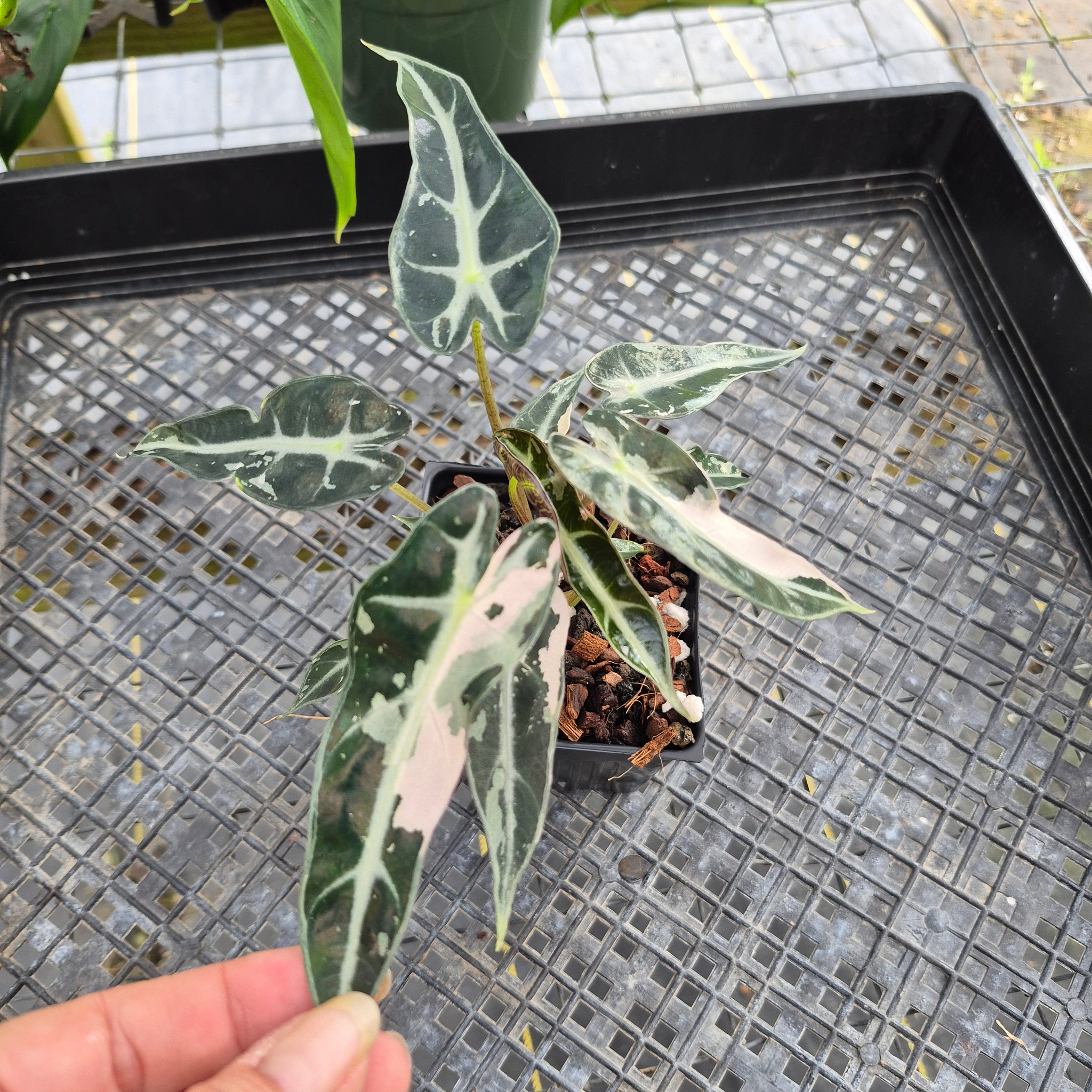 Alocasia – Canopy Gems