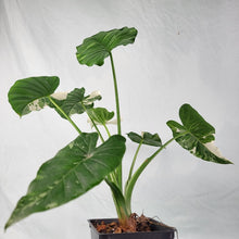 Load image into Gallery viewer, Alocasia Odora, Okinawa Silver, Exact Plant Variegated Ships Nationwide

