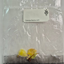 Load image into Gallery viewer, Philodendron Persimmon Princess tissue culture 2DayAir
