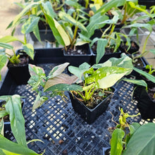 Load image into Gallery viewer, Syngonium Red Spot Tricolor, Exact Plant Variegated Ships Nationwide
