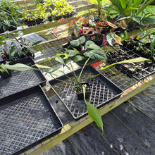 Load image into Gallery viewer, Philodendron Joepii Mint, Variegated, Exact Plant Ships Nationwide
