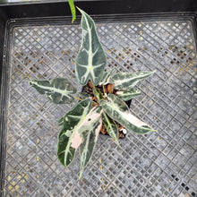 Load image into Gallery viewer, Alocasia 'Bambino Arrow' pink, Exact Plant Ships Nationwide
