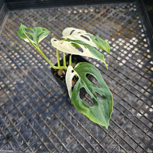 Load image into Gallery viewer, Monstera Adansonii Laniata Albo, Exact Plant Variegated Ships Nationwide
