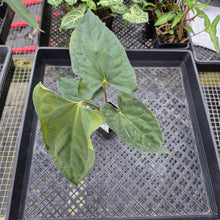 Load image into Gallery viewer, Anthurium Papillilaminum Fort Sherman, Exact Plant Ships Nationwide

