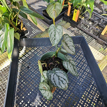 Load image into Gallery viewer, Philodendron Brandtianum, Exact Plant Ships Nationwide

