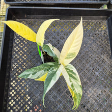 Load image into Gallery viewer, Rhaphidophora Lobbii, Exact Plant Variegated Ships Nationwide

