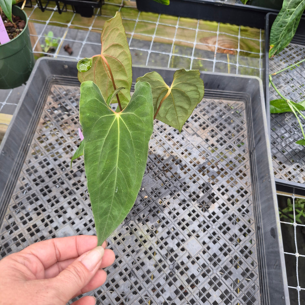 Anthurium Papillilaminum Fort Sherman X ( FS X Ralph Lynam), Ships Nationwide