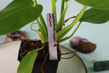 Load image into Gallery viewer, Philodendron Giganteum Exact Plant
