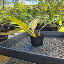 Load image into Gallery viewer, Philodendron Whipple Way, Exact Plant Variegated Ships Nationwide
