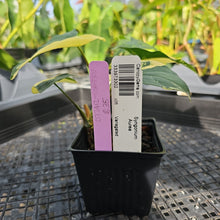Load image into Gallery viewer, Syngonium Aurea, Exact Plant Variegated Ships Nationwide
