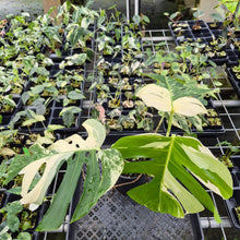 Load image into Gallery viewer, Monstera Borsigiana Albo Deliciosa Variegated exact plant, Fedex 2day*
