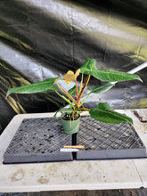 Load image into Gallery viewer, Philodendron Sagittifolium, Tuxtlanum Rubra, Exact Plant Ships Nationwide
