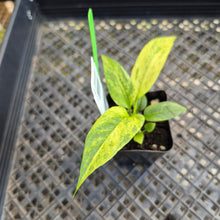 Load image into Gallery viewer, Anthurium Vittarifolium , Exact Plant Variegated Ships Nationwide
