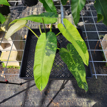 Load image into Gallery viewer, Philodendron Jose Buono, Exact Plant Variegated Ships Nationwide
