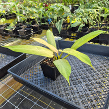 Load image into Gallery viewer, Philodendron Whipple Way, Exact Plant Variegated Ships Nationwide
