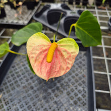 Load image into Gallery viewer, Anthurium Speckled Butterfly Shibori AFF, Exact Plant Variegated Ship Nationwide
