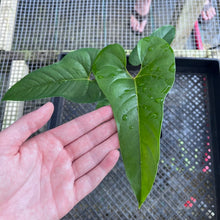 Load image into Gallery viewer, Anthurium Cupulispathum X Pedatum , Exact Plant Ships Nationwide
