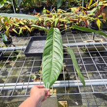 Load image into Gallery viewer, Anthurium Spectabile exact plant, Fedex 2day*
