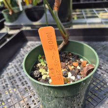 Load image into Gallery viewer, Philodendron Sodiroi True Form exact plant, Fedex 2day*
