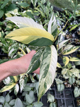 Load image into Gallery viewer, Rhaphidophora Lobbii Variegated 2.5" pot, Fedex 2day*
