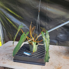 Load image into Gallery viewer, Philodendron Atabapoense Dark Form, Exact Plant Ships Nationwide

