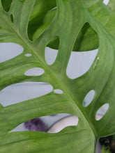 Load image into Gallery viewer, Esqueleto, Exact Plant, Monstera
