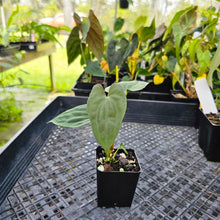 Load image into Gallery viewer, Anthurium Papillilaminum Fort Sherman X ( FS X Ralph Lynam), Exact Plant Ships Nationwide
