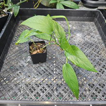 Load image into Gallery viewer, Epipremnum Pinnatum Yellow Flame, Exact Plant Variegated Ships Nationwide
