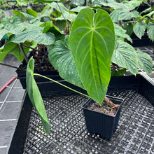 Load image into Gallery viewer, Anthurium Angamarcanum , Exact Plant Ships Nationwide
