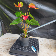 Load image into Gallery viewer, Anthurium Tropic Sunrise Bicolor Obake, Exact Plant Variegated Ships Nationwide
