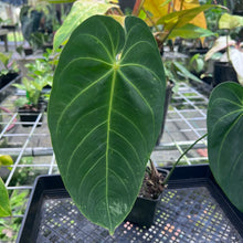Load image into Gallery viewer, Anthurium Angamarcanum , Exact Plant
