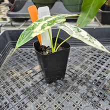 Load image into Gallery viewer, Alocasia Frydek, Exact Plant Variegated Ships Nationwide
