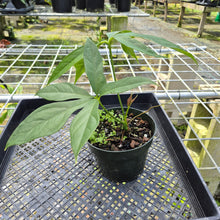 Load image into Gallery viewer, Anthurium Clavigerum , Exact Plant
