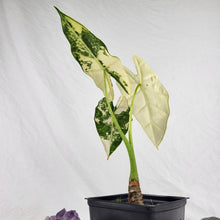 Load image into Gallery viewer, Alocasia Frydek, Exact Plant Variegated
