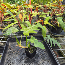 Load image into Gallery viewer, Philodendron Radiatum, Exact Plant Variegated Ships Nationwide
