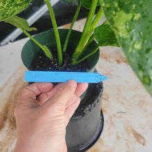 Load image into Gallery viewer, Philodendron Jose Buono, Exact Plant Variegated Ships Nationwide
