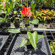 Load image into Gallery viewer, Anthurium Tropic Sunrise Bicolor Obake 2DayAir
