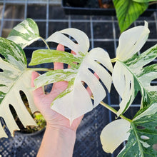 Load image into Gallery viewer, Monstera Borsigiana Albo Deliciosa, Exact Plant Variegated Ships Nationwide
