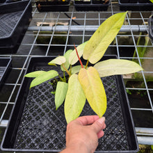 Load image into Gallery viewer, Philodendron Whipple Way Variegated exact plant, Fedex 2day*
