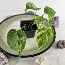 Load image into Gallery viewer, Philodendron Hederaceum, Heart Leaf, Exact Plant Variegated Ships Nationwide
