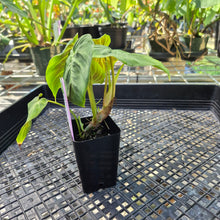 Load image into Gallery viewer, Philodendron Verrucosum Pseudoverrucosum Croat , Exact Plant Ships Nationwide
