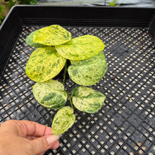 Load image into Gallery viewer, Scindapsus Jade Satin Marble Queen Variegated exact plant, Fedex 2day*
