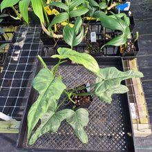 Load image into Gallery viewer, Philodendron Bipennifolium Splash Gordon Variegated Ships Nationwide
