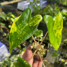 Load image into Gallery viewer, Alocasia Zebrina Aurea variegated 2.5" pot, Fedex 2day*
