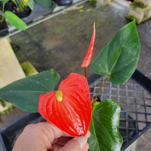 Load image into Gallery viewer, Anthurium Tropic Sunrise Bicolor Obake, Exact Plant Variegated Ships Nationwide
