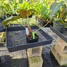 Load image into Gallery viewer, Philodendron Corsinianum, Exact Plant Ships Nationwide
