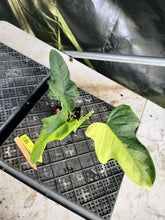 Load image into Gallery viewer, Philodendron Bipennifolium, Exact Plant Variegated Ships Nationwide
