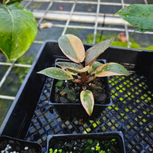 Load image into Gallery viewer, Philodendron Black Cardinal, Exact Plant Variegated
