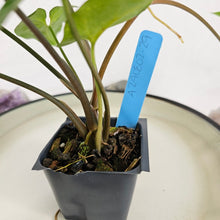 Load image into Gallery viewer, Syngonium Panda, Exact Plant Variegated Ships Nationwide
