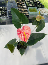 Load image into Gallery viewer, Anthurium Shibori, Exact Plant Variegated
